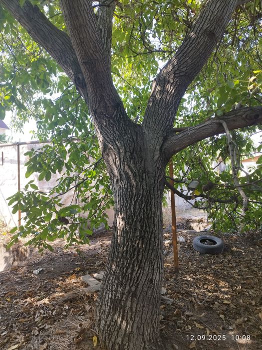 Дерево, 40 летний Грецкий орех.