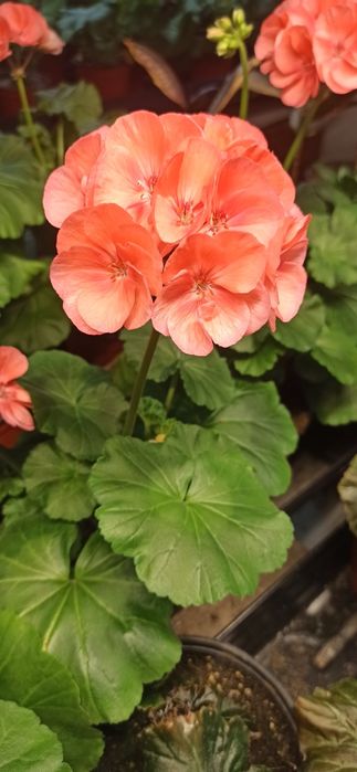 Пеларгония зональная