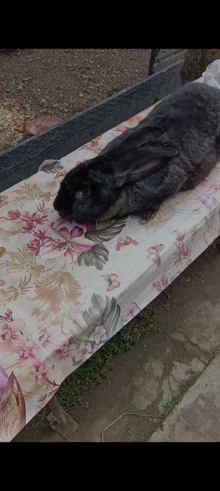 Femelă gestantă uriaș gri fier