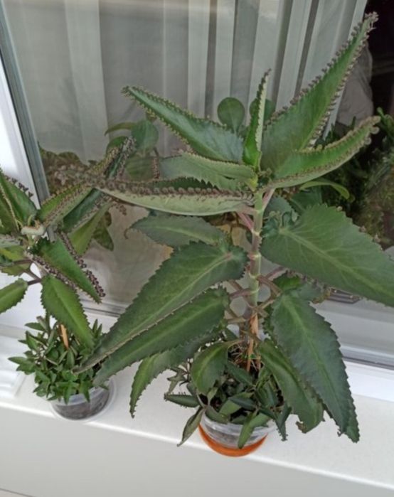 лечебное каланхоэ. доставка