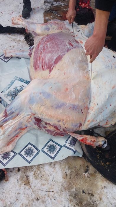 Продам жабагы откормленные