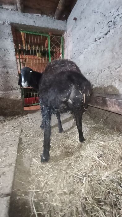 Баран девочка гисарский