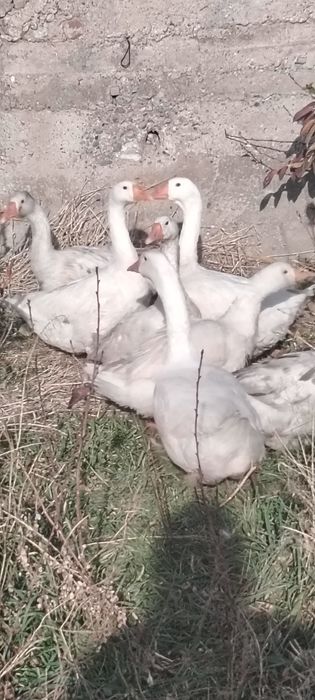 Прадаются Гуси линда