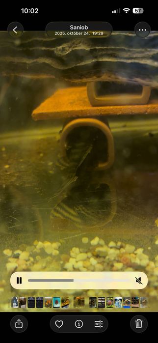 Grupa panaqolus l397 tiger