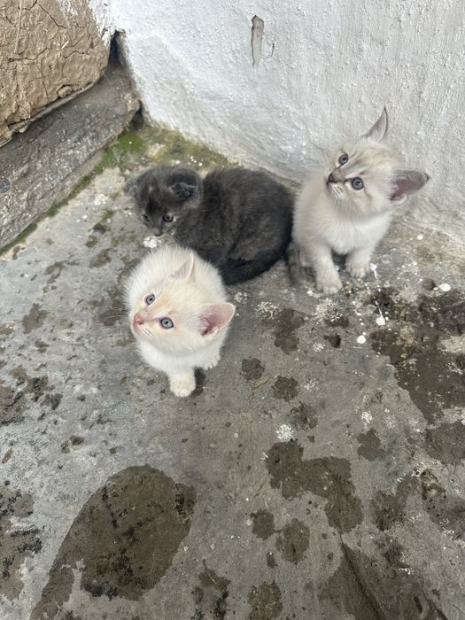 Mushuk bolalari hadyaga beriladi