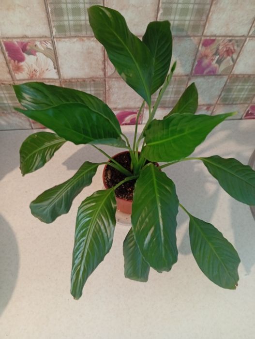 Женское счастье 2500