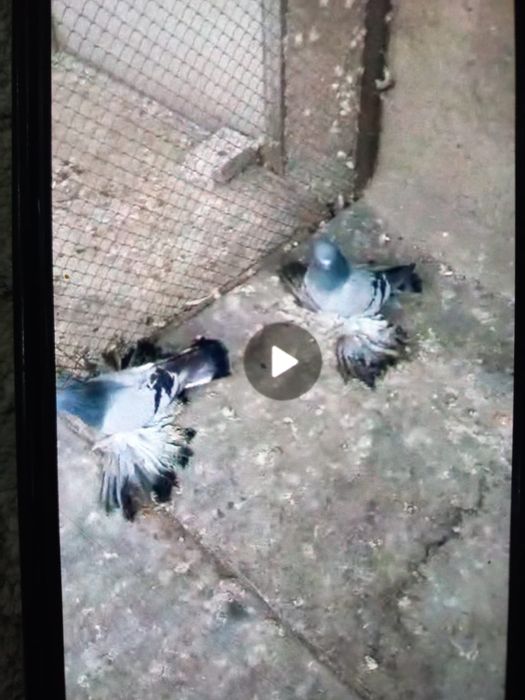 Продаи кавказский перси