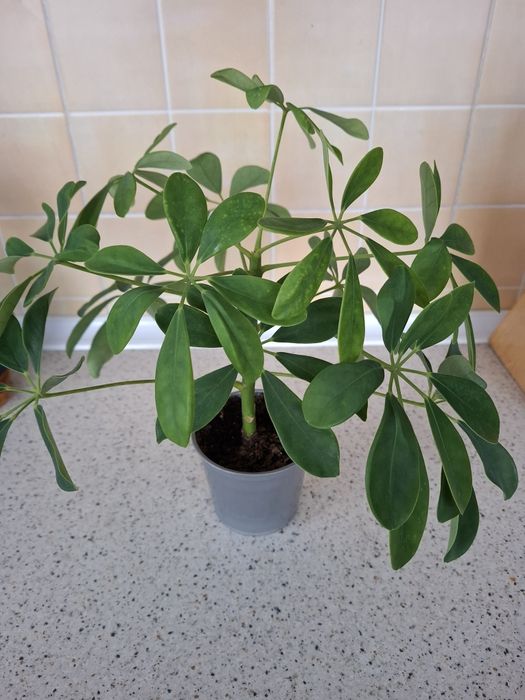 Цветы комнатные с доставкой