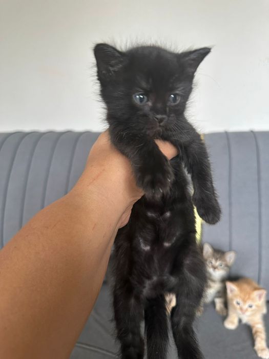 Котята мальчик , девочка отдам в хорошие добрые руки