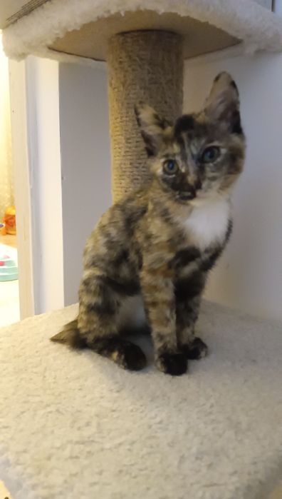 Котята бесплатно