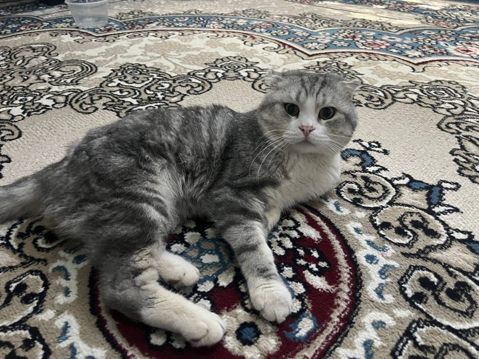 Шотландский кот вислоухий