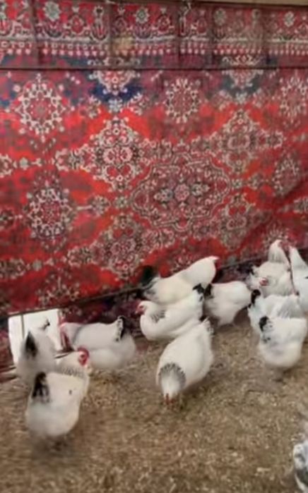 Адлер балапандар 1 апталық