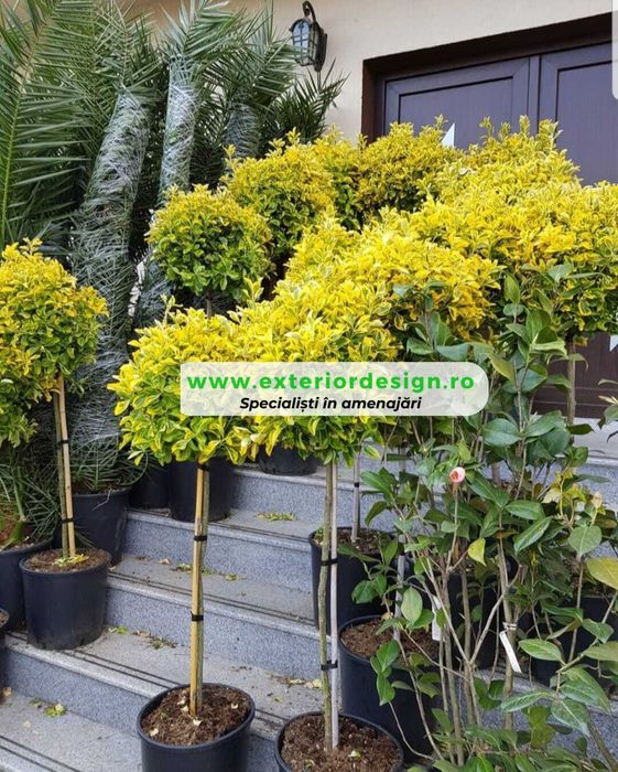 Plante Ornamentale de Umbra - Modele deosebite, Mesteacăn tei platani