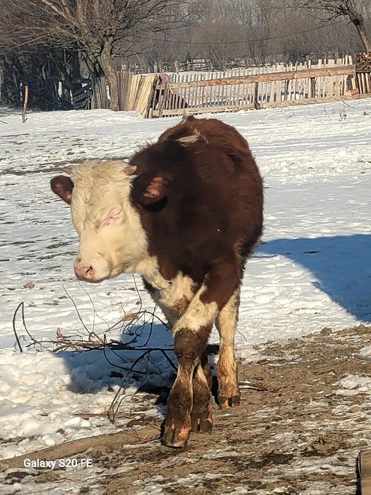 2 taurasi frumoși 7 .8 luni din vaci mari buni de samhnta  .