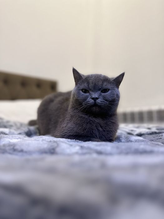 Britanskiy mushula tozza zotli kelishiladi