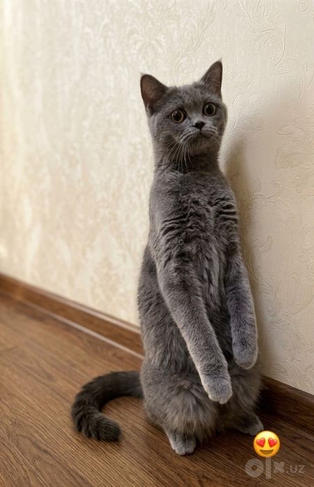 Грациозная плюшевая кошечка (Скоттиш-страйт) ищет свою семью!