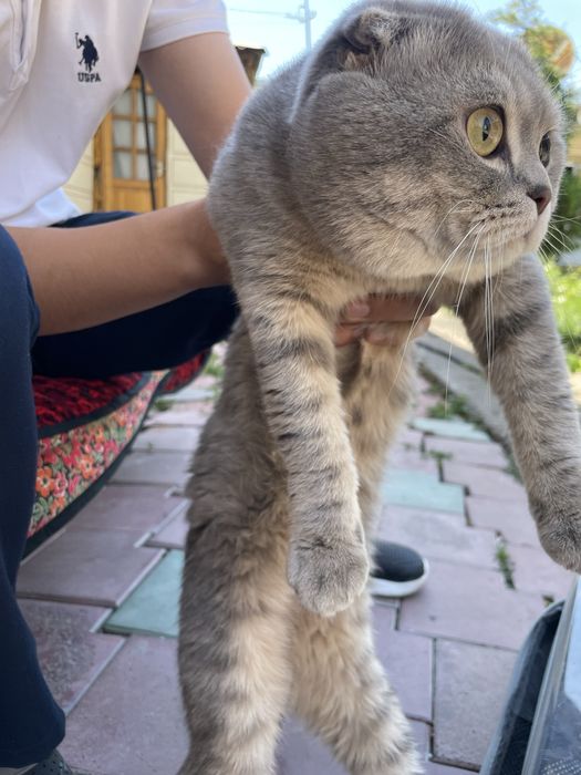 Mushuk scottish fold