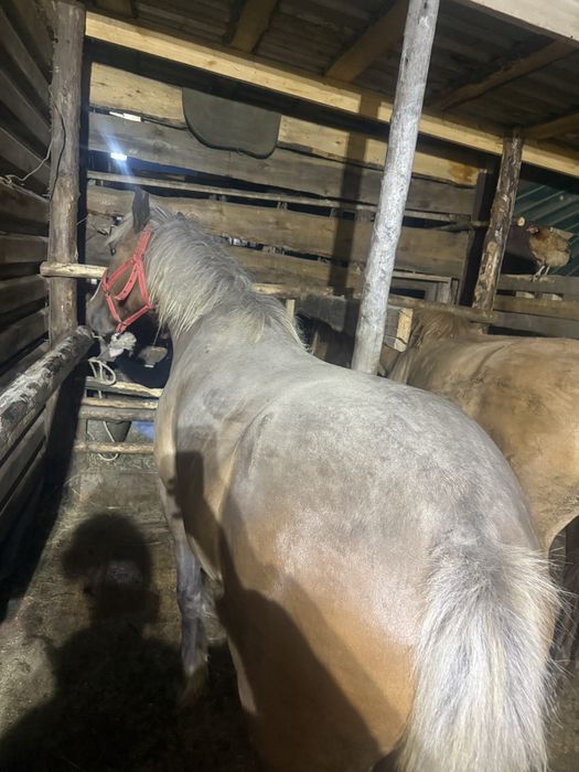 Продам откорм байтал 4жасар