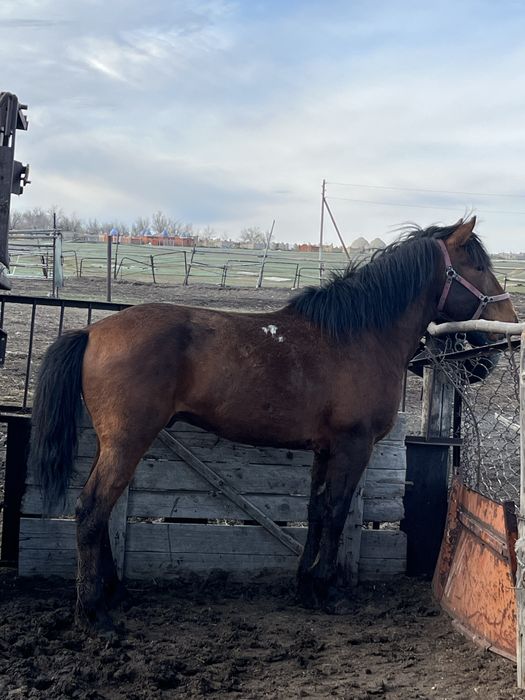 Міңгі  үйір ұстаған айғыр сатылады….