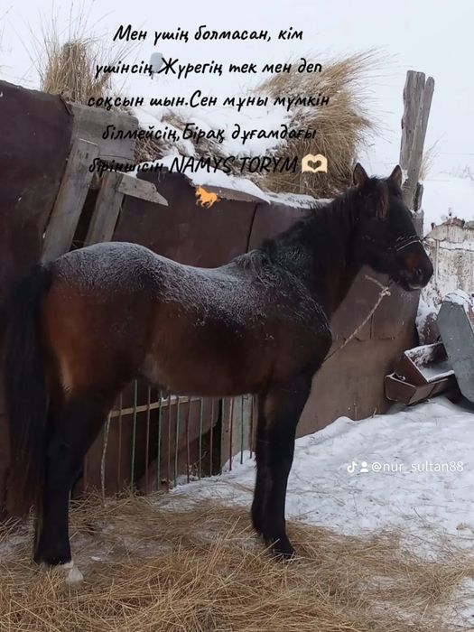 Құнан сатылады полукровка