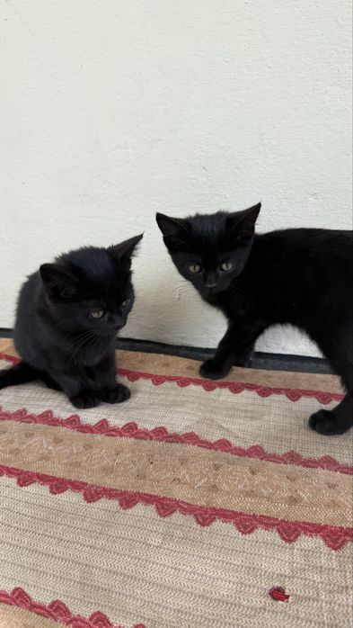 Котята черные в добрые руки