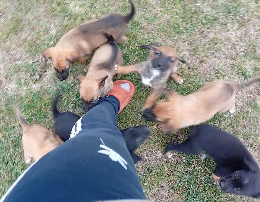 Donez pui cățel adorabili