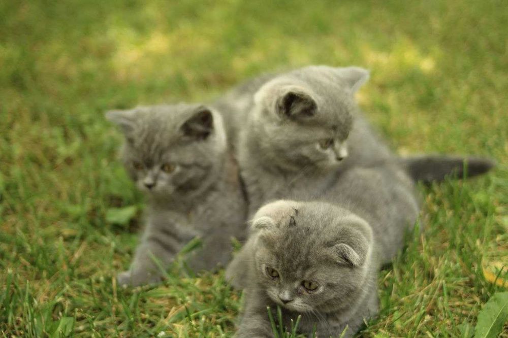Продаются котята скоттиш-страйт