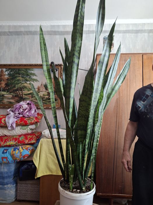 Домашние комнатные цветы