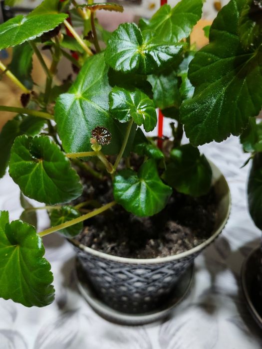 Цветы  Бегония белая