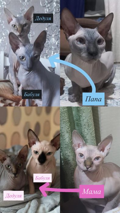 Котята канадского сфинкса