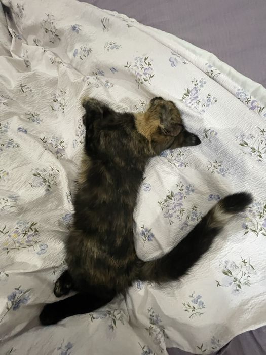 Котенок(девочка) в добрые руки к лотку приучен