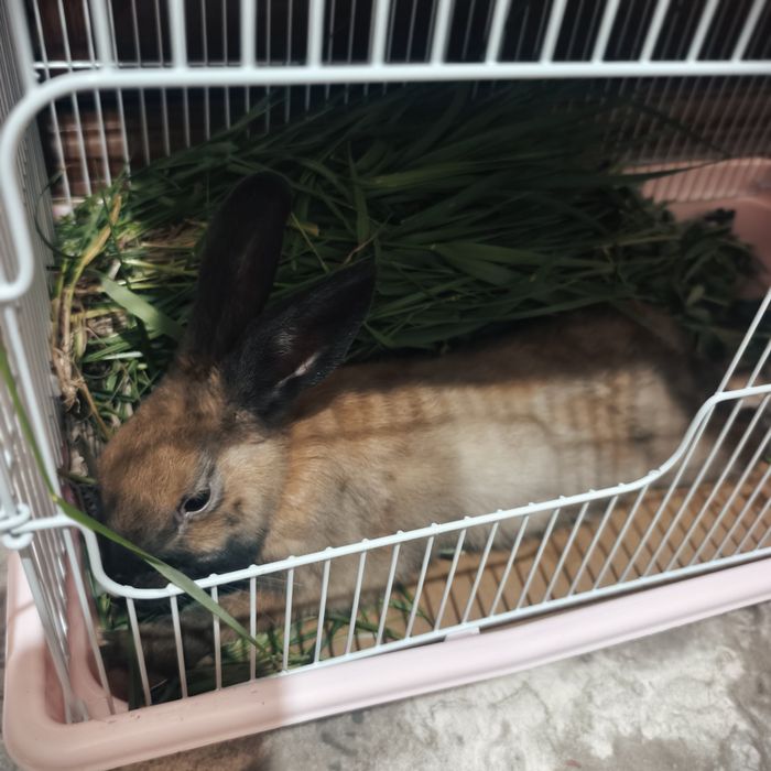 Кролик декоративный