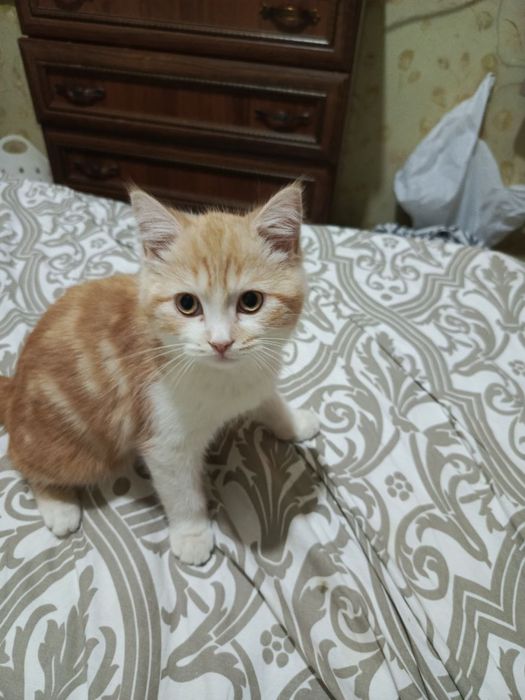 Продается мальчик кот