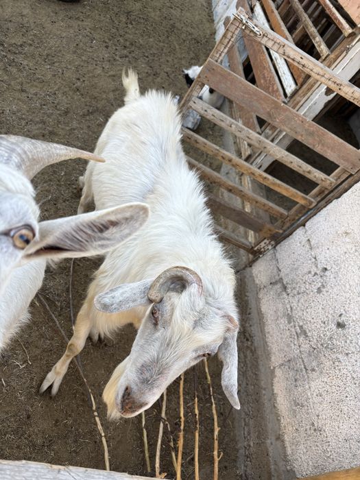 Заанинский козел породистый возможен обмен