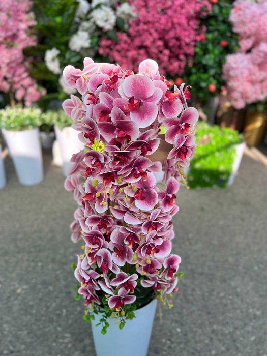 Декоративные деревья — для гостиной и кухни