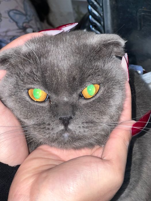 Кошка юколди топканга 200$