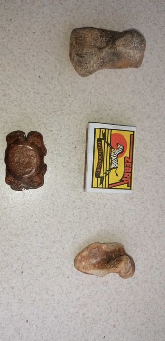 Фосили от морски бозайници