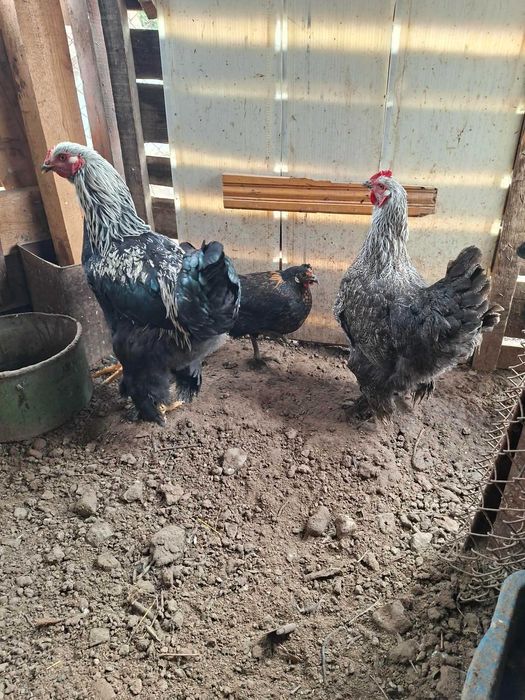 Продавам кокошки и петли