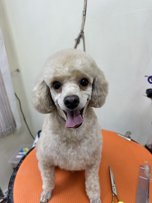 Груминг животных