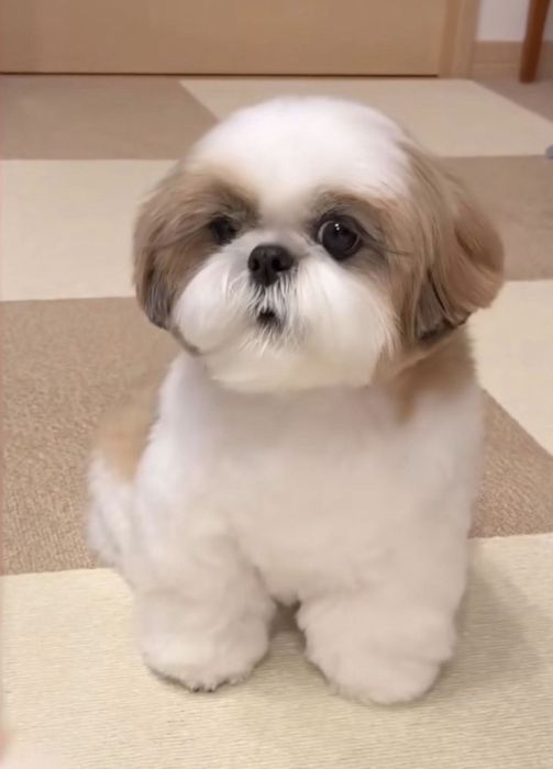 Shih Tzu Mini Toy Rasa Pura cu Pedigree
