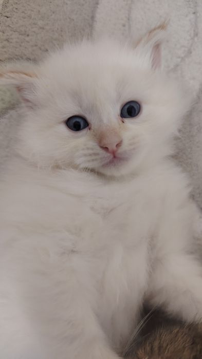 Очаровательный котенок