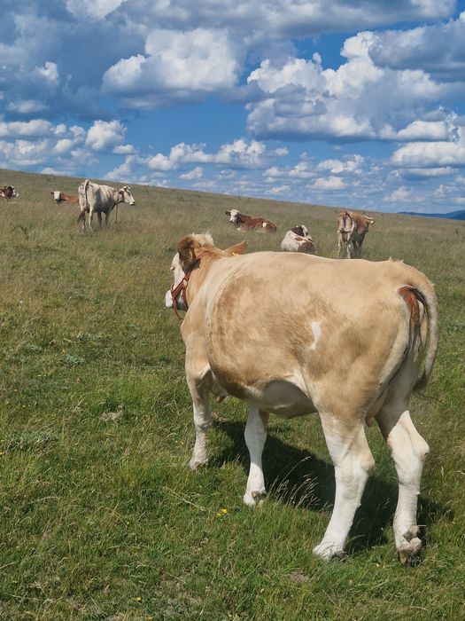 Juninca de vanzare