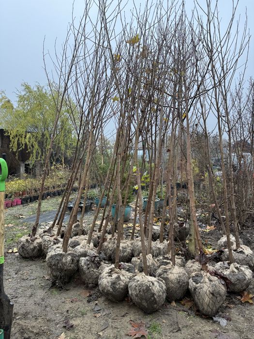 Arborele lalea - Liriodendron tulipifera