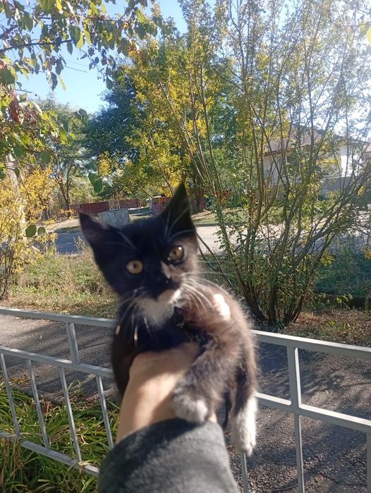 Котенок ищет дом!
