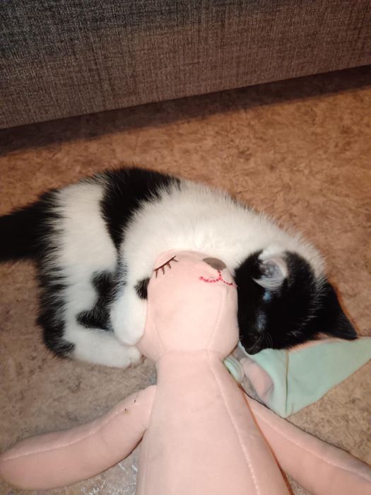 Отдам котенка в добрые руки.