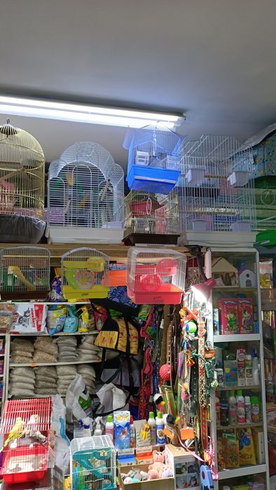 Домашние питомцы