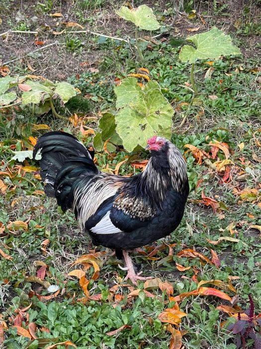 Петлета джинки и амераукани