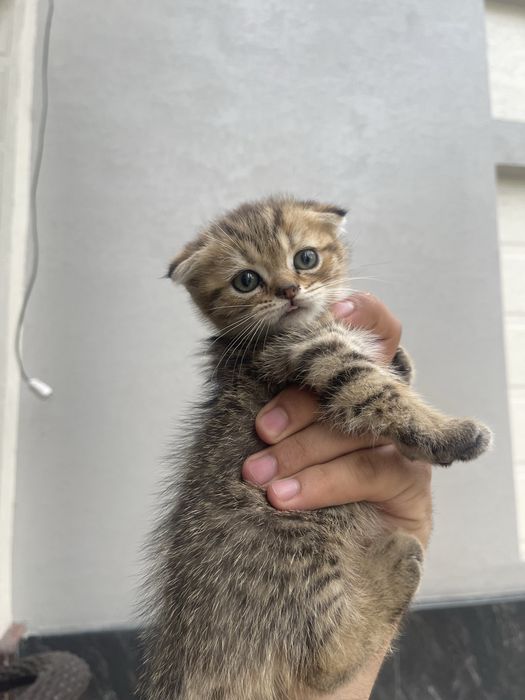 Скотиш.   фолд….