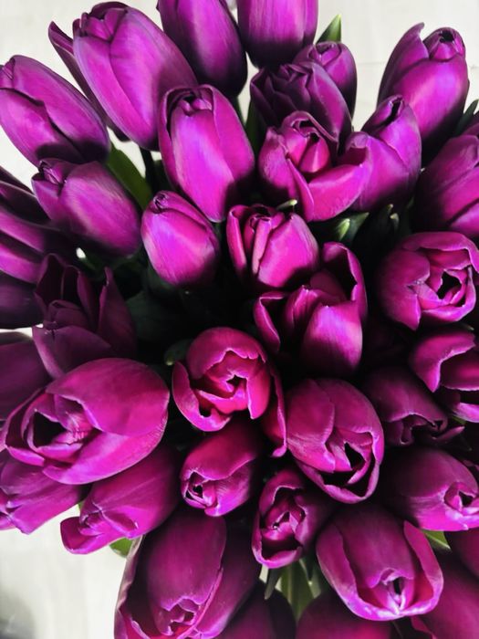 Тюльпаны отличного качества!