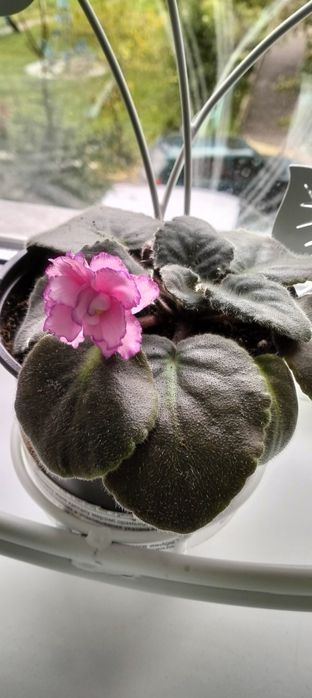 Цветы комнатные цветы